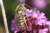 Seladonia sp.